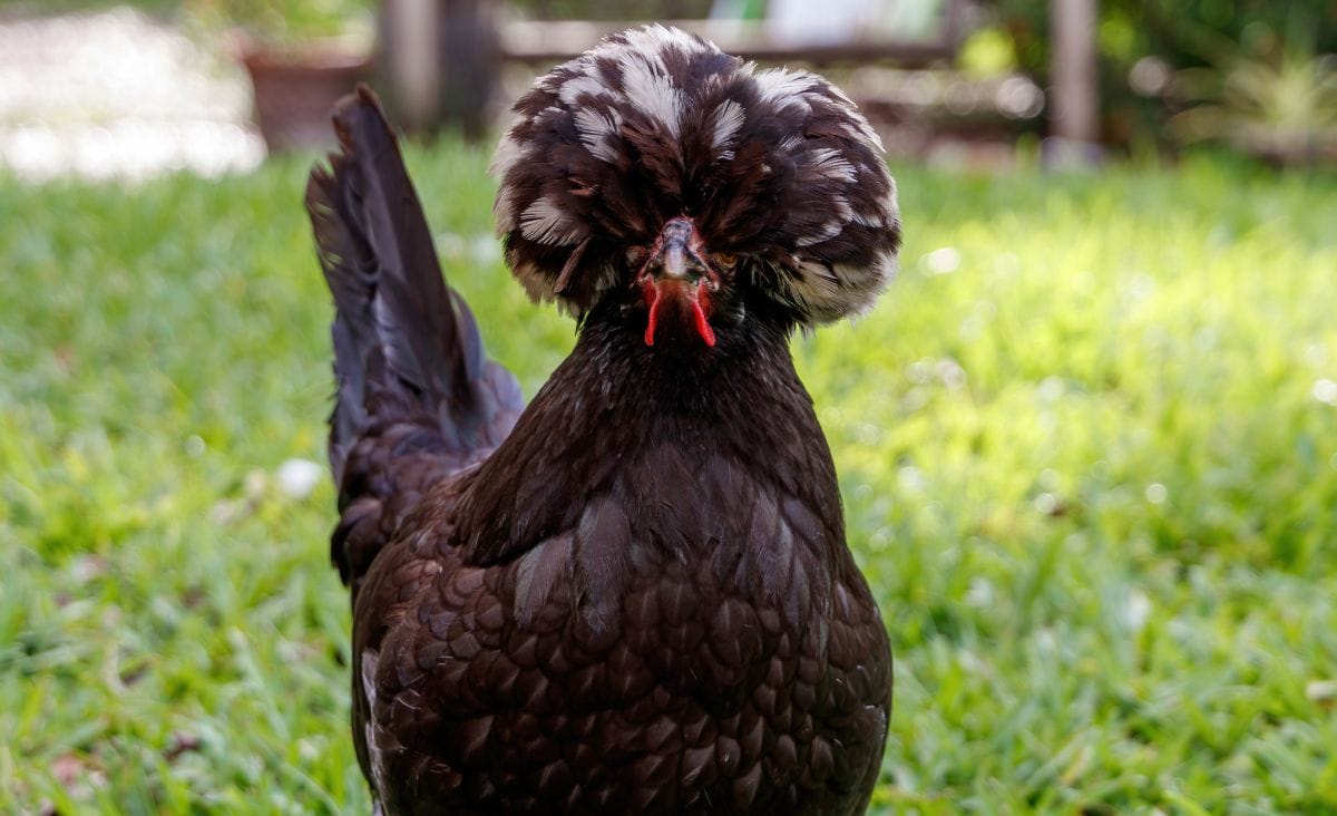 A black Polish chicken out in the yard.
