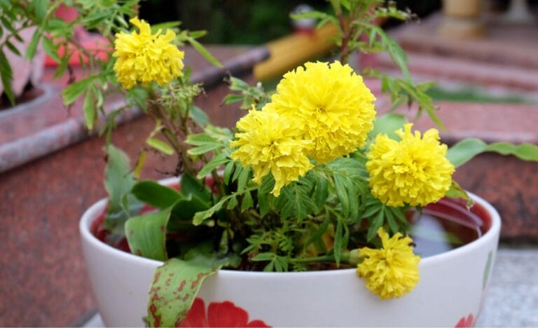 Bright yellow marigold flowers growing in a decorative pot.