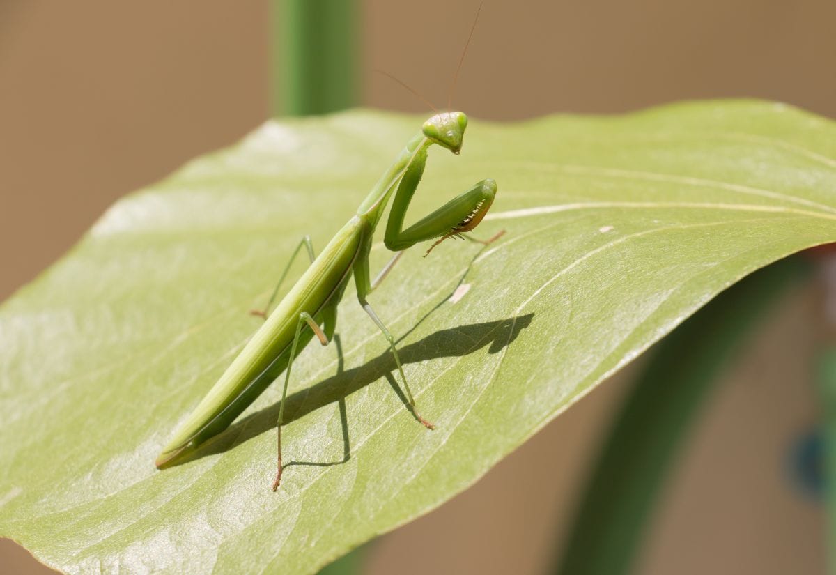 A bright green praying mantis sitting on a leaf, its forelegs poised and ready to catch prey.