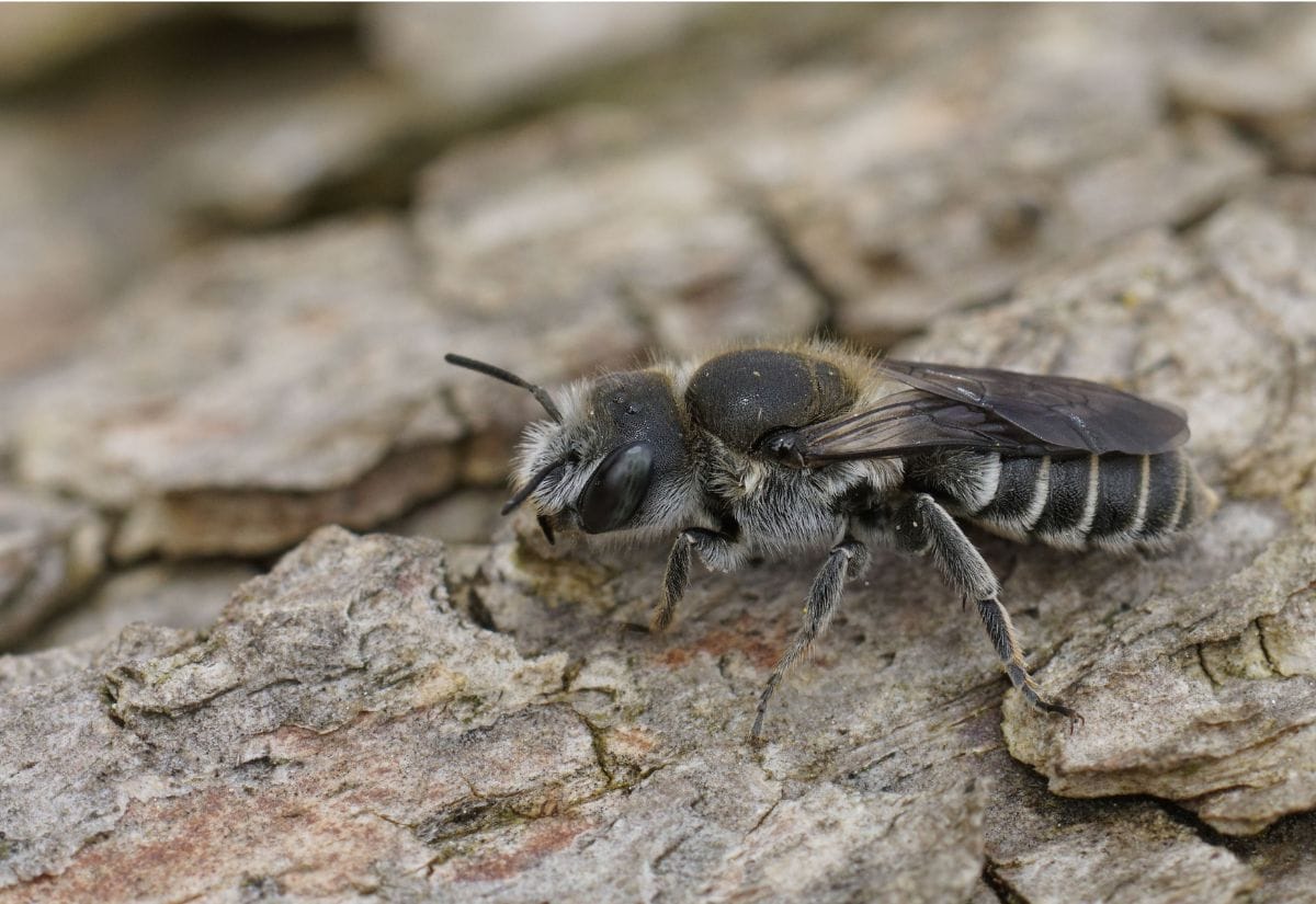 A close-up of a mason bee on a rough wooden surface, highlighting its fuzzy body and wings.