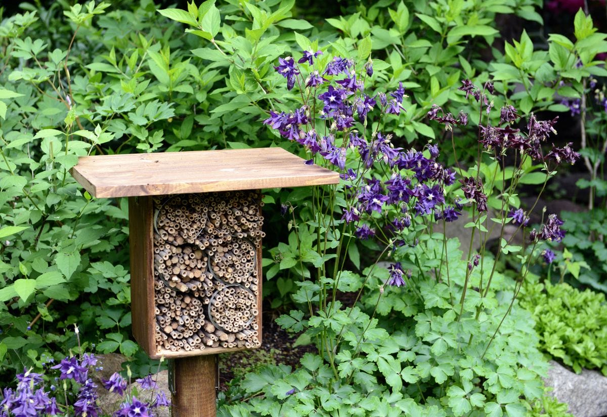 A decorative wooden bee house surrounded by purple flowers, providing a habitat for native pollinators.