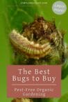 A close-up of a lacewing larva on a plant leaf, illustrating a natural approach to garden pest control.