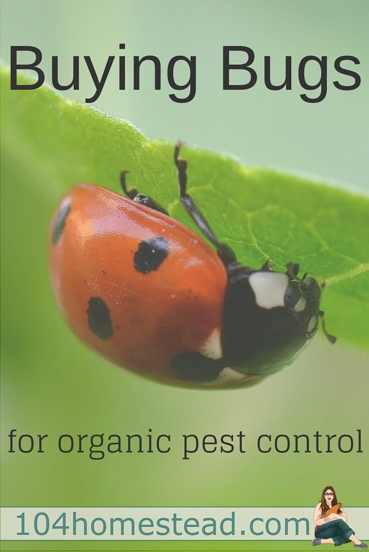 One of the best organic pest control techniques involves making your property an ideal environment for beneficial bugs. Did you know you can buy beneficial bugs?