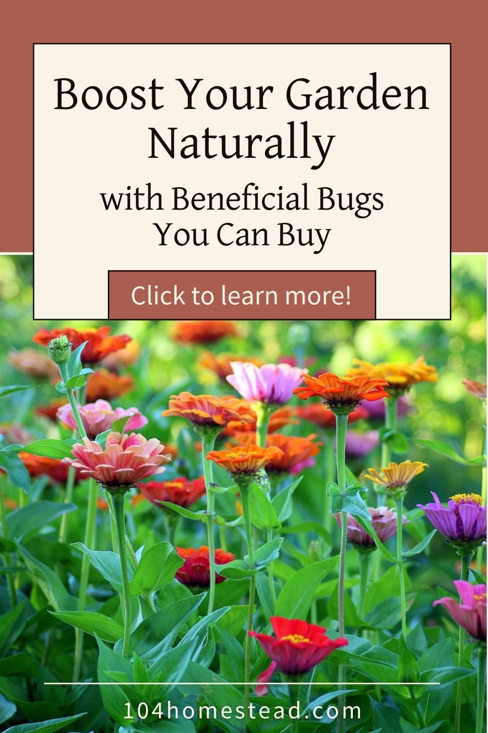 Vibrant zinnia flowers in a lush garden, a perfect habitat for pollinators and beneficial insects.