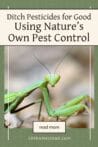 A close-up of a praying mantis on a green leaf, showcasing an effective and natural pest controller.