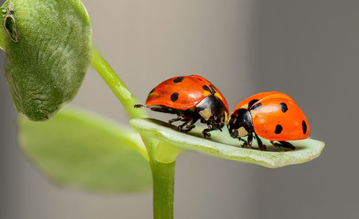 Two ladybugs perched on a green plant leaf, showcasing their vibrant red shells with black spots.