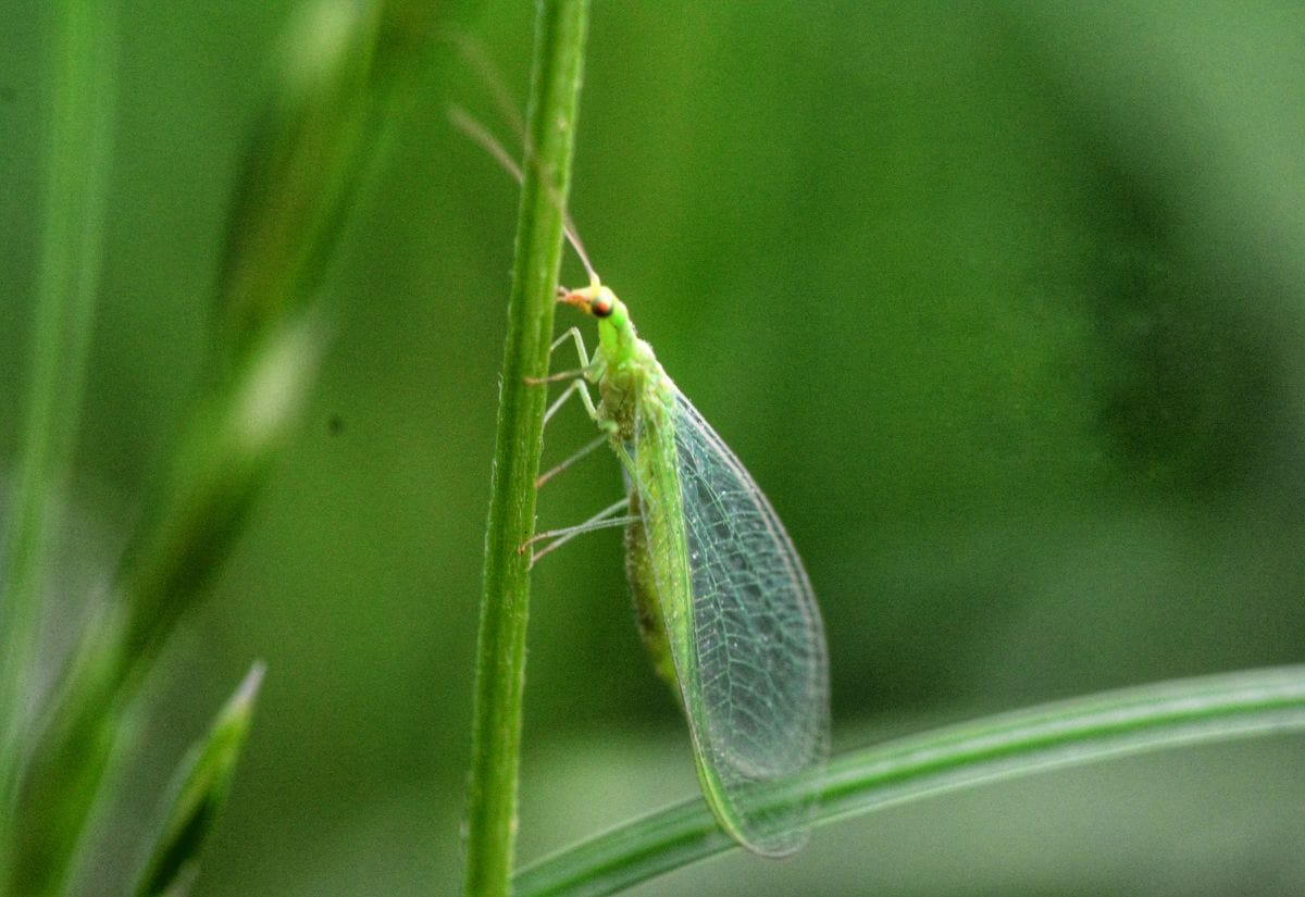 A green lacewing resting on a blade of grass, displaying its delicate transparent wings.