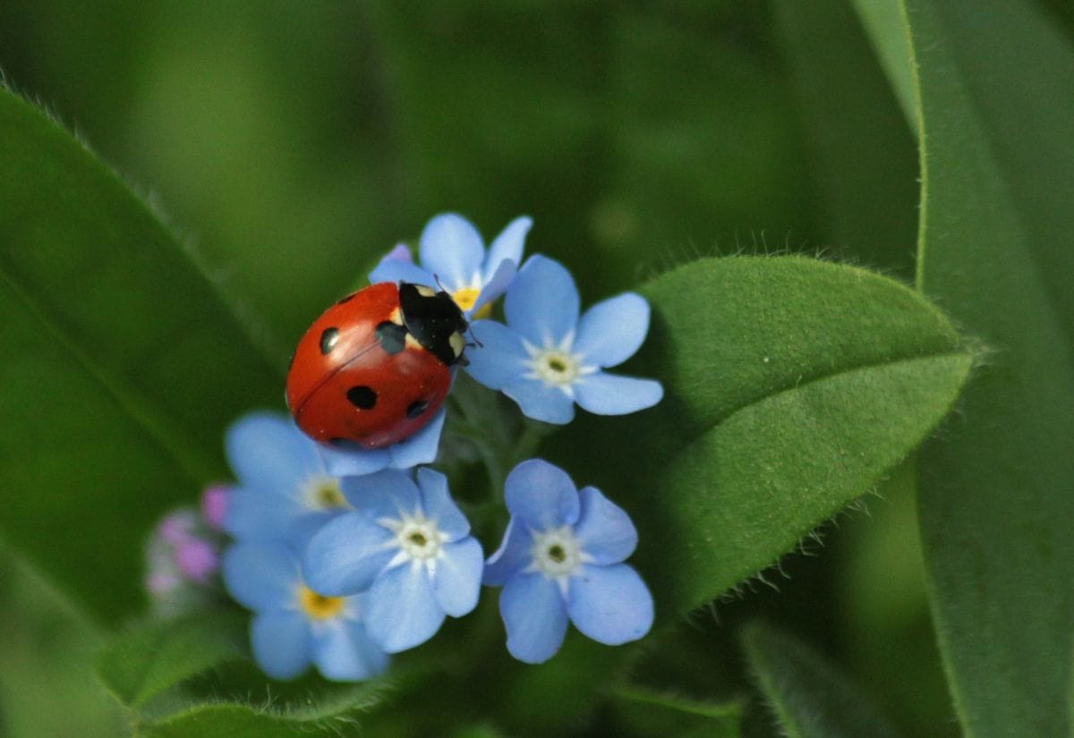 A vibrant red ladybug on a cluster of small, light blue flowers in a lush garden setting.