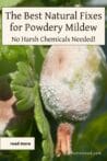 Close-up of powdery mildew on a gooseberry fruit with text overlay about natural treatments for powdery mildew.