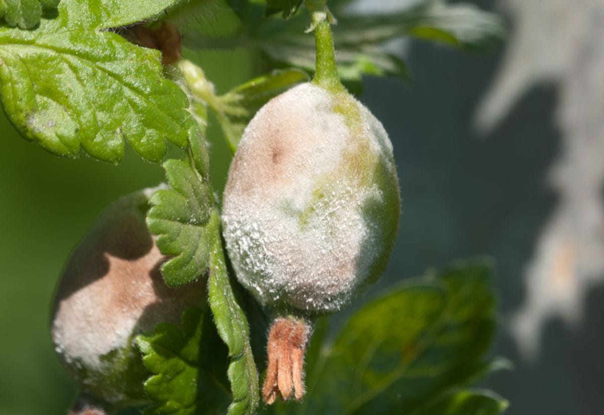 Gooseberry fruit covered in powdery mildew, showing how the fungus affects both leaves and fruit.