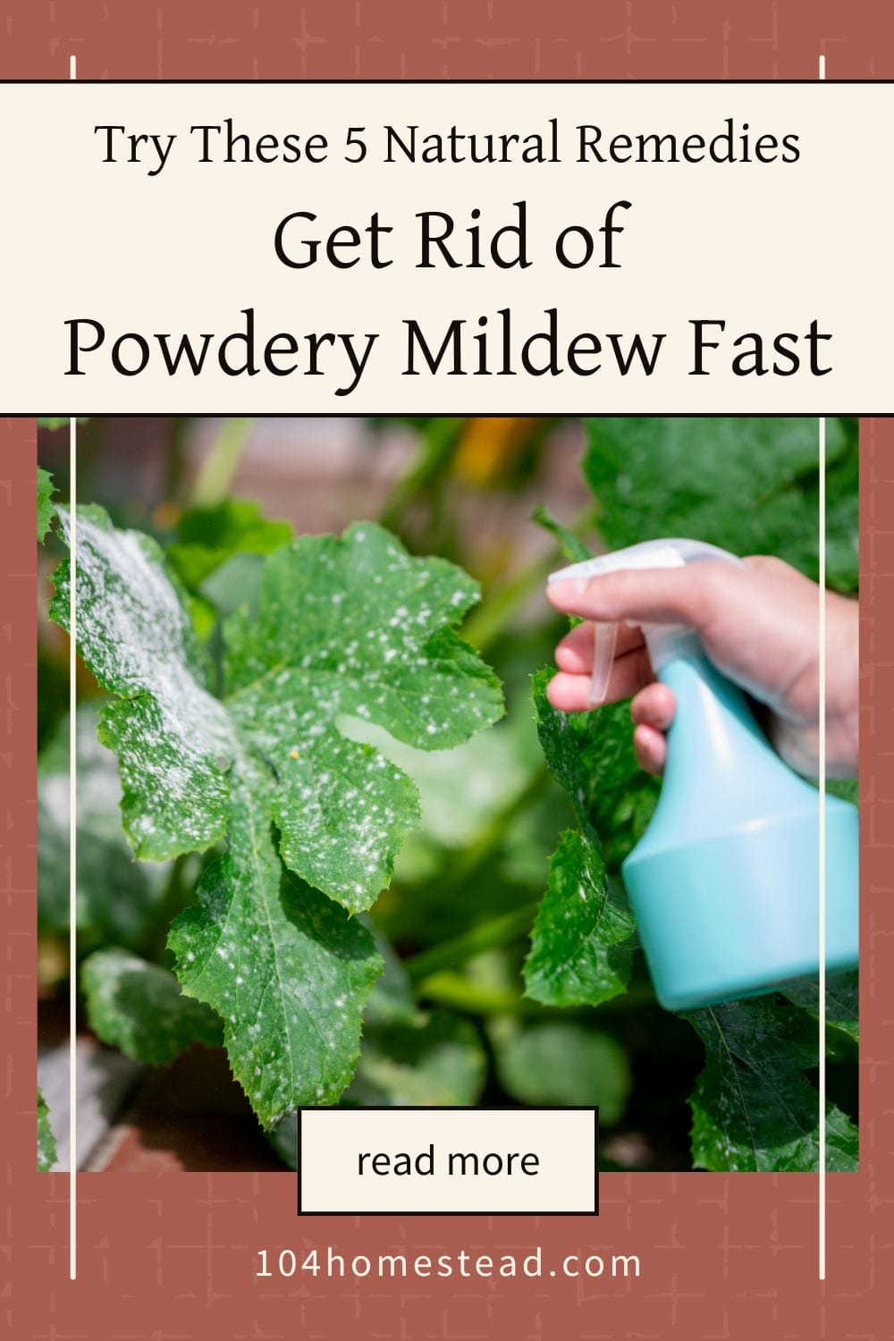 A gardener using a blue spray bottle to apply treatment to a plant with powdery mildew.