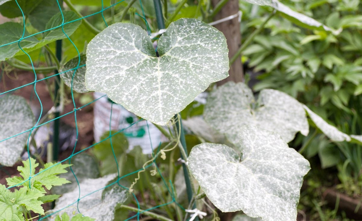 Close-up of powdery mildew on large gourd leaves, showing a white, powdery fungal growth.