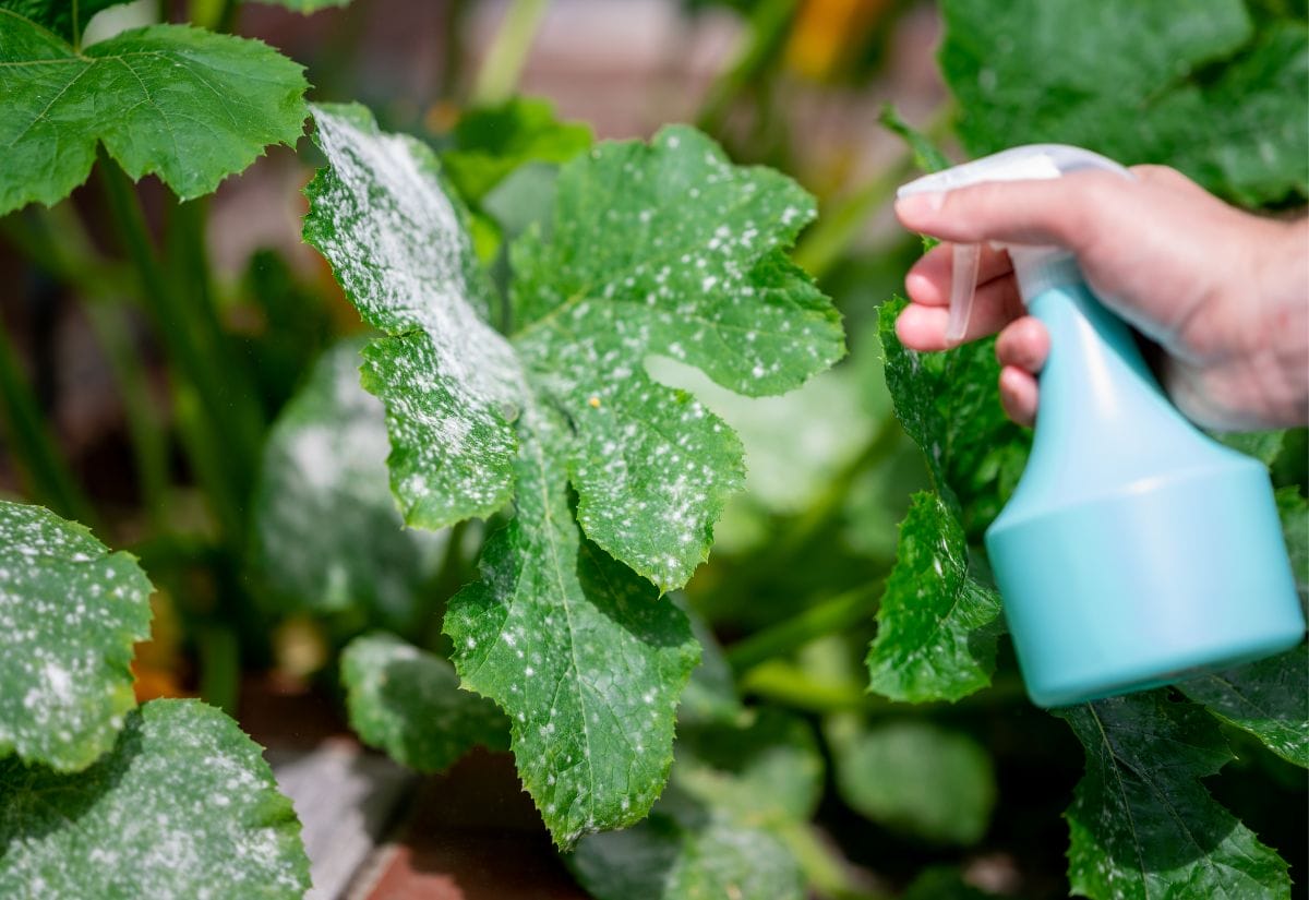 A gardener using a spray bottle to apply a homemade solution to leaves infected with powdery mildew.