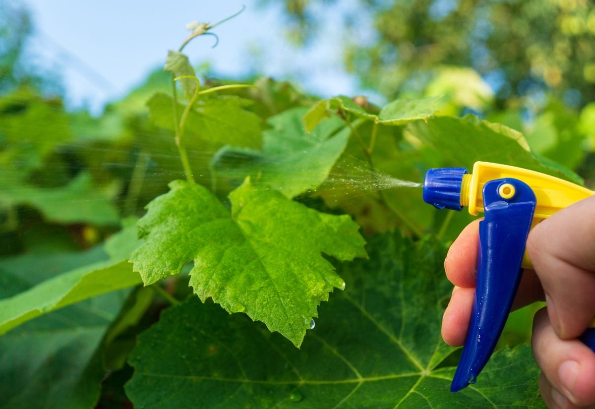 A gardener spraying a green vine with a homemade antifungal solution to prevent powdery mildew.