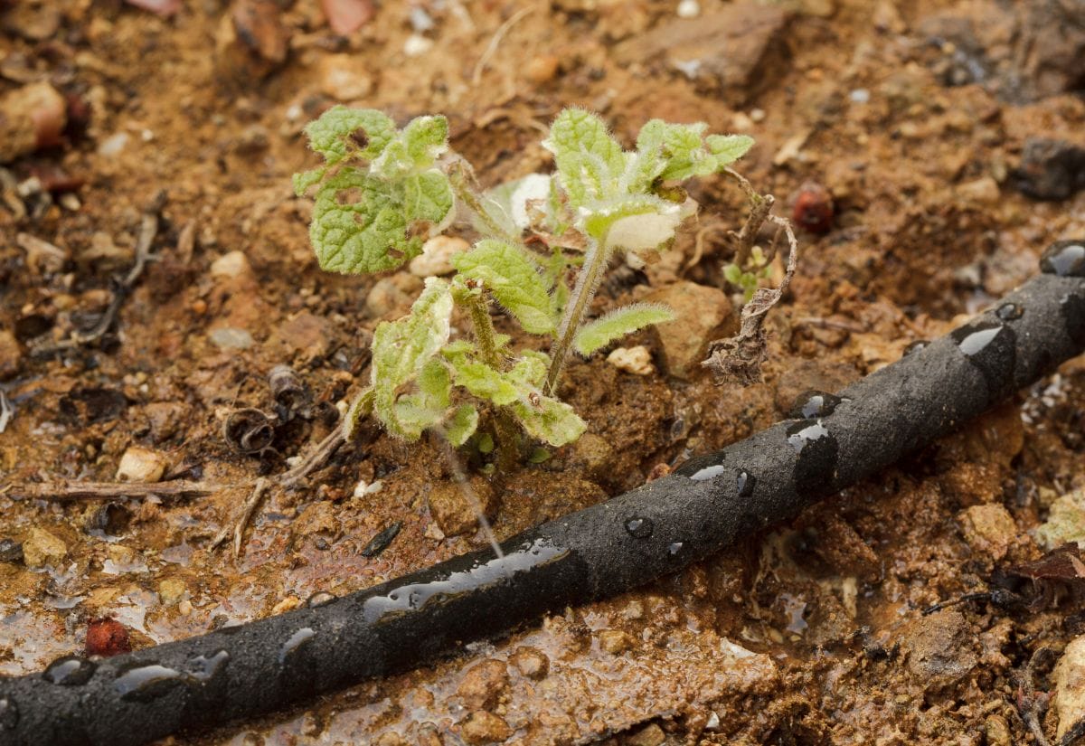 Drip irrigation hose watering the soil near a small plant, reducing moisture on leaves to prevent fungal diseases.