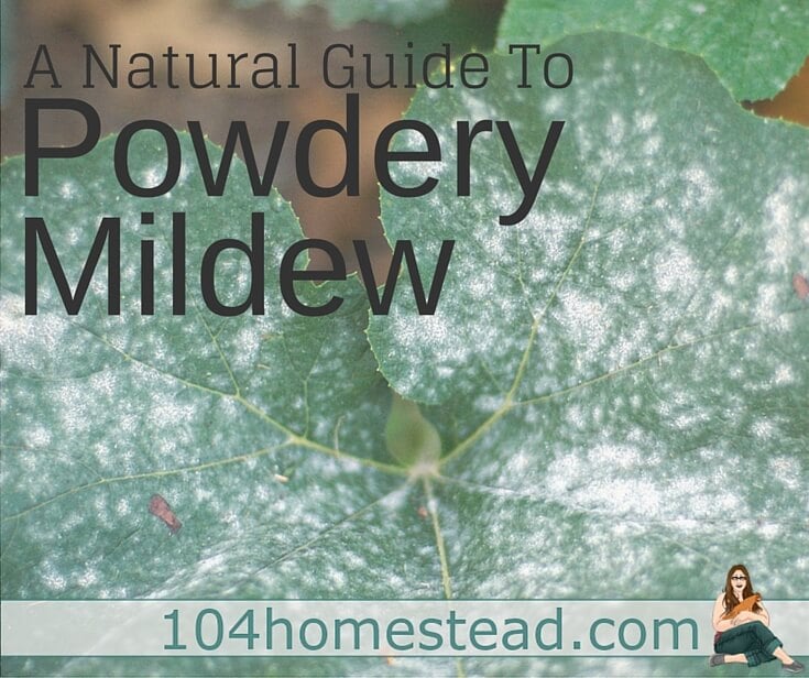 A Natural Guide to Powdery Mildew Treatment