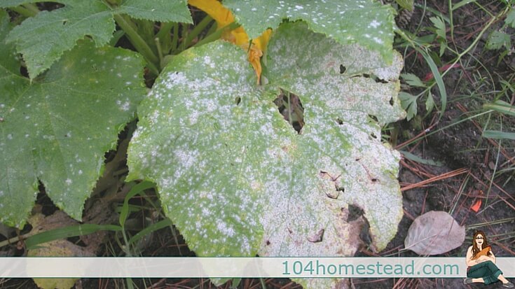 Powdery mildew is one of the most common garden problems and it affects gardeners from coast to coast. Enjoy these natural powdery mildew treatments.