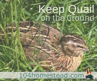 The vision I wanted was for my quail to roam on the ground in the grass hunting for bugs, much like they would do if they were living in the wild.