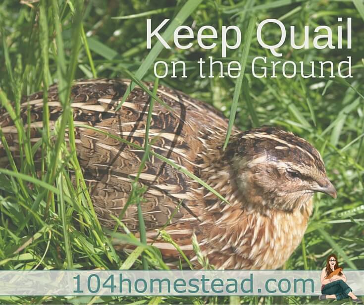 Keeping Quail On The Ground