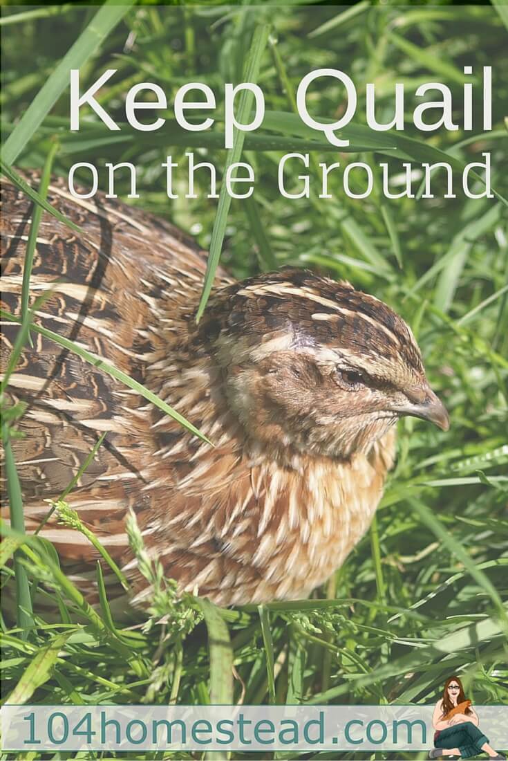 Keeping Quail On The Ground