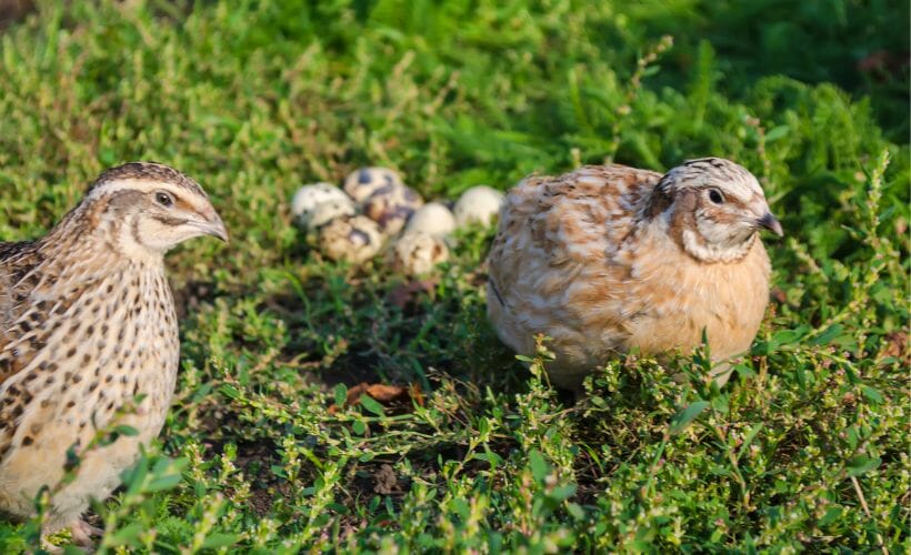 Two coturnix quail on the ground with a clutch of eggs.