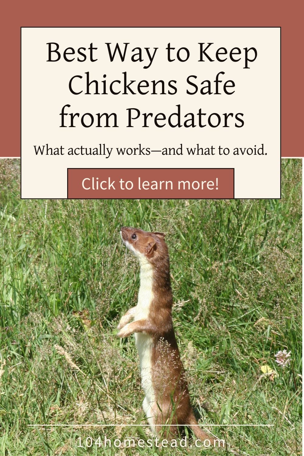 A weasel standing upright in tall grass, alert and scanning its surroundings — a common backyard predator of chickens.
