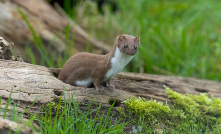 A weasel on a mossy log, looking directly at the camera — an example of a stealthy predator that can infiltrate chicken coops.