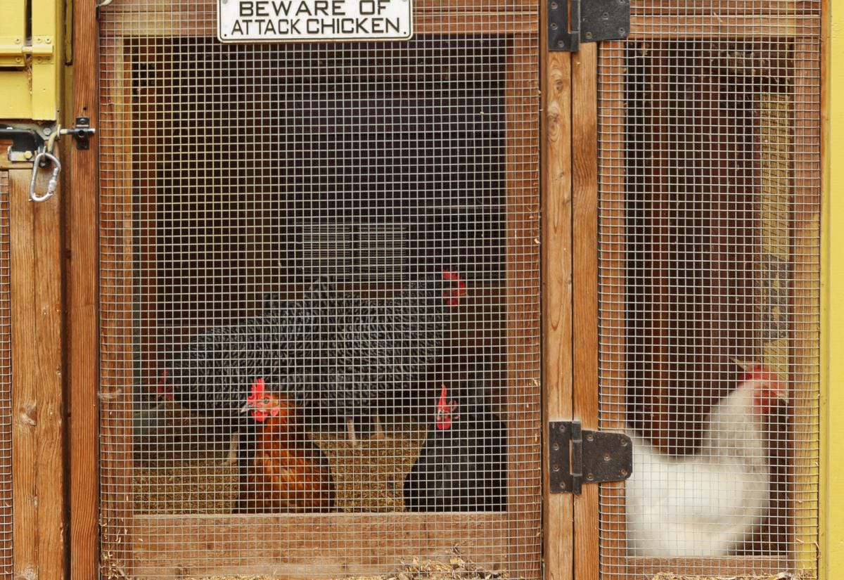 Backyard chickens inside a secure coop with hardware cloth and a humorous sign that reads “Beware of Attack Chicken.”