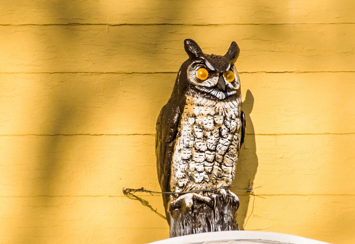 A plastic owl decoy mounted on a yellow building — a common but often ineffective predator deterrent used by chicken keepers.