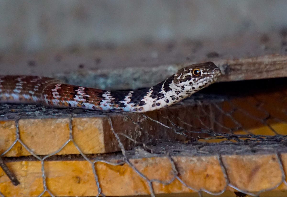 A snake slithering through a poorly secured chicken coop with loose chicken wire — a reminder of the importance of proper coop construction.