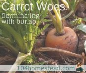 Carrot Woes: Using Burlap to Germinate