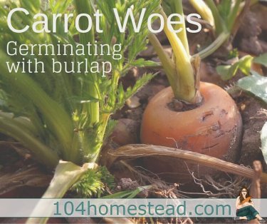 Burlap saves you from many of the struggles that come with carrot starting: soil drying out, seeds being unearthed, ants destroying your emerging seedlings.