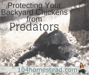 Depending on where you live, any number of these predators may pose a problem for your flock. However, there are a number of ways to protect your chickens from the creatures.