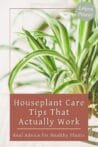 Close-up of a vibrant spider plant in bright light with a brown text box overlay that says “Houseplant Care Tips That Actually Work.”
