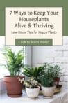 A sunny windowsill filled with potted plants in terracotta and white pots, with text that reads “7 Ways to Keep Your Houseplants Alive & Thriving.”