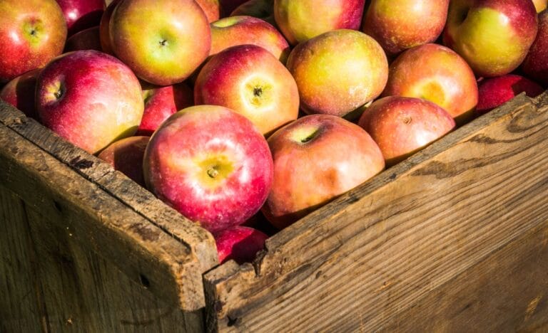 A wooden crate filled with fresh red and green apples, ideal for winter storage.