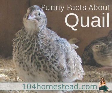 Many things the quail do will scare the bejeezus out of you when they first do it. That's why I felt it was my duty to give you a heads up with these funny facts about quail.