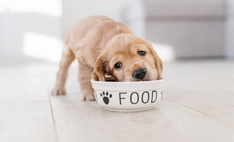 How to Make Healthy and Balanced Homemade Dog Food