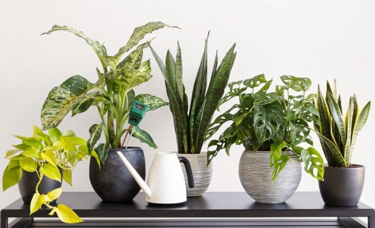 A row of vibrant houseplants, including pothos, dieffenbachia, snake plant, and monstera, in matching pots on a black shelf with a white watering can.