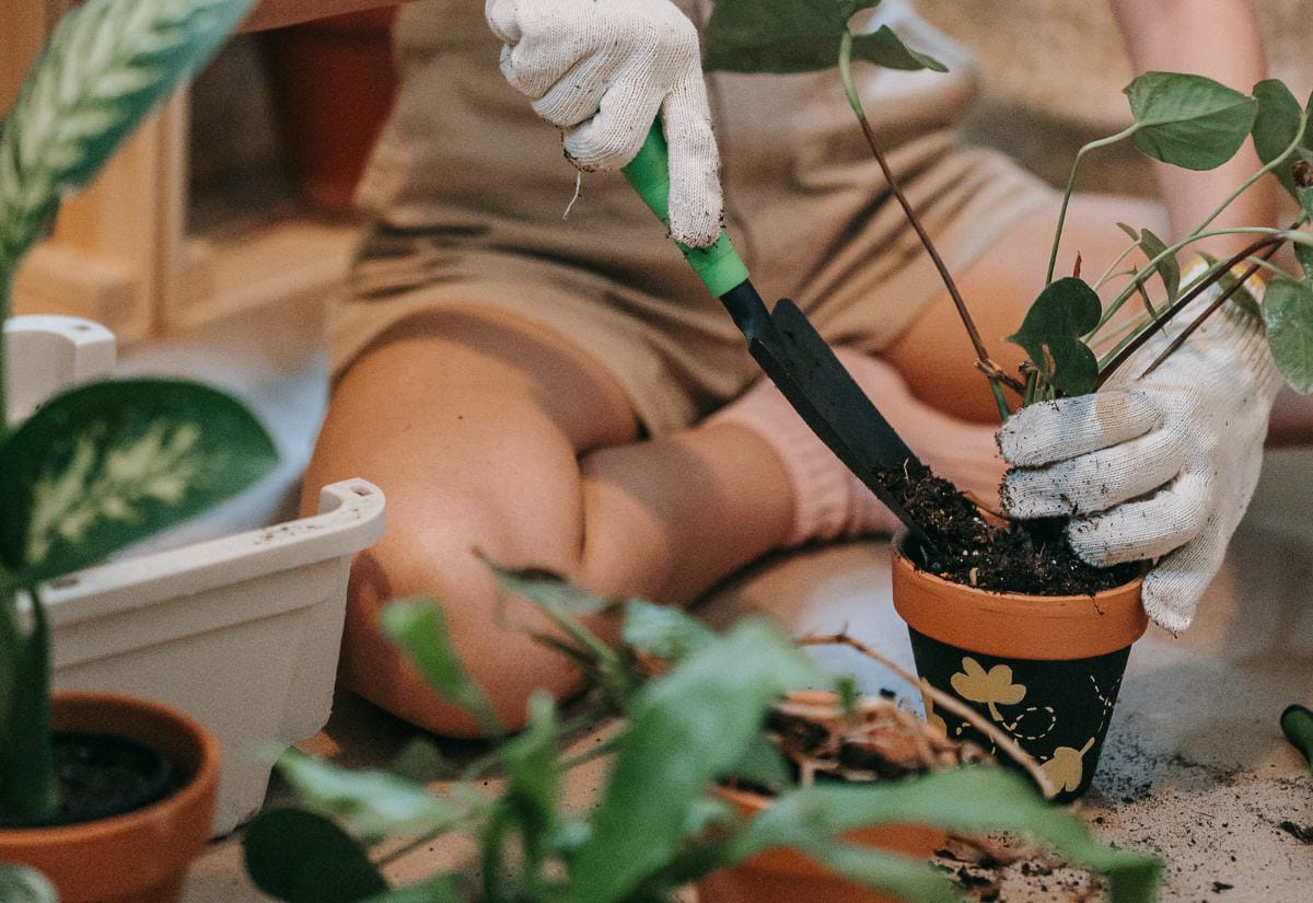 Person repotting a houseplant into a small terracotta pot while wearing gardening gloves and using a hand trowel.