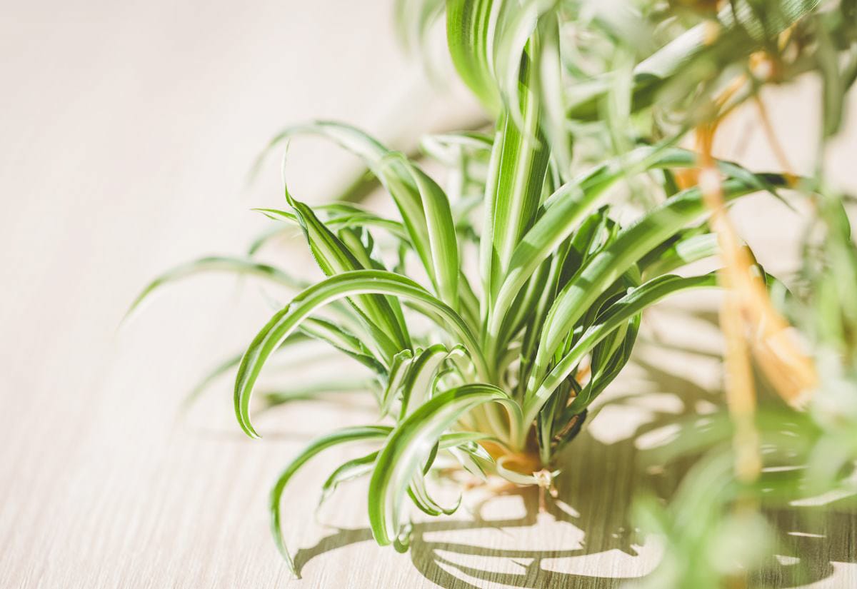 Close-up of a healthy spider plant with variegated green and white leaves, growing in indirect sunlight.