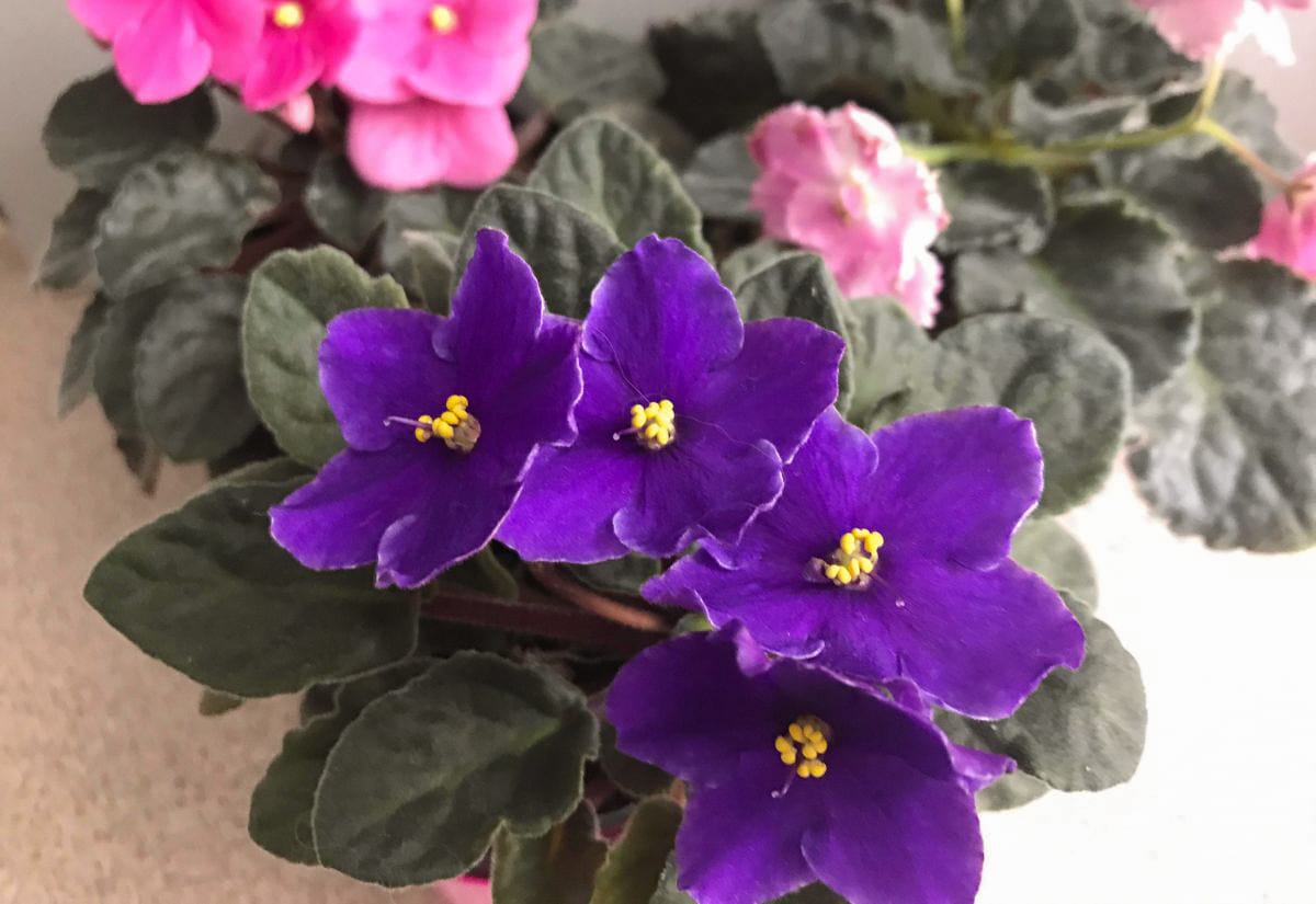 Bright purple and pink African violets blooming indoors with fuzzy green leaves.