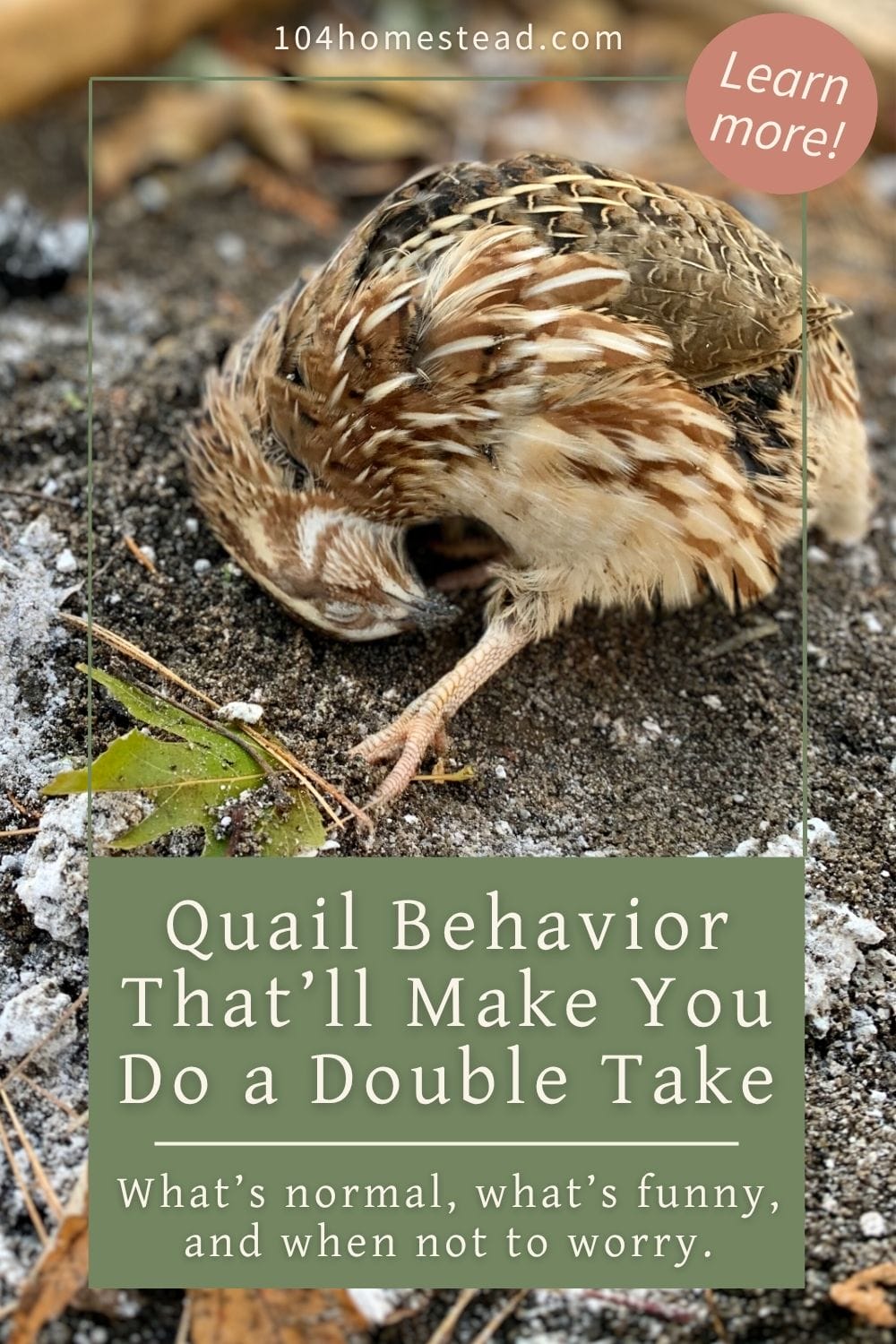 A Coturnix quail lies motionless on dark soil, mimicking the appearance of a rock—demonstrating a common sleeping or defensive behavior.
