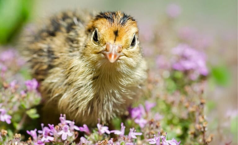 A curious Coturnix quail chick stands among blooming purple thyme flowers, facing the camera with an alert expression.