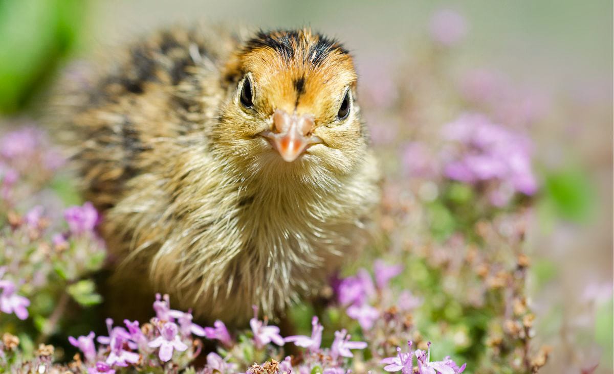 A curious Coturnix quail chick stands among blooming purple thyme flowers, facing the camera with an alert expression.