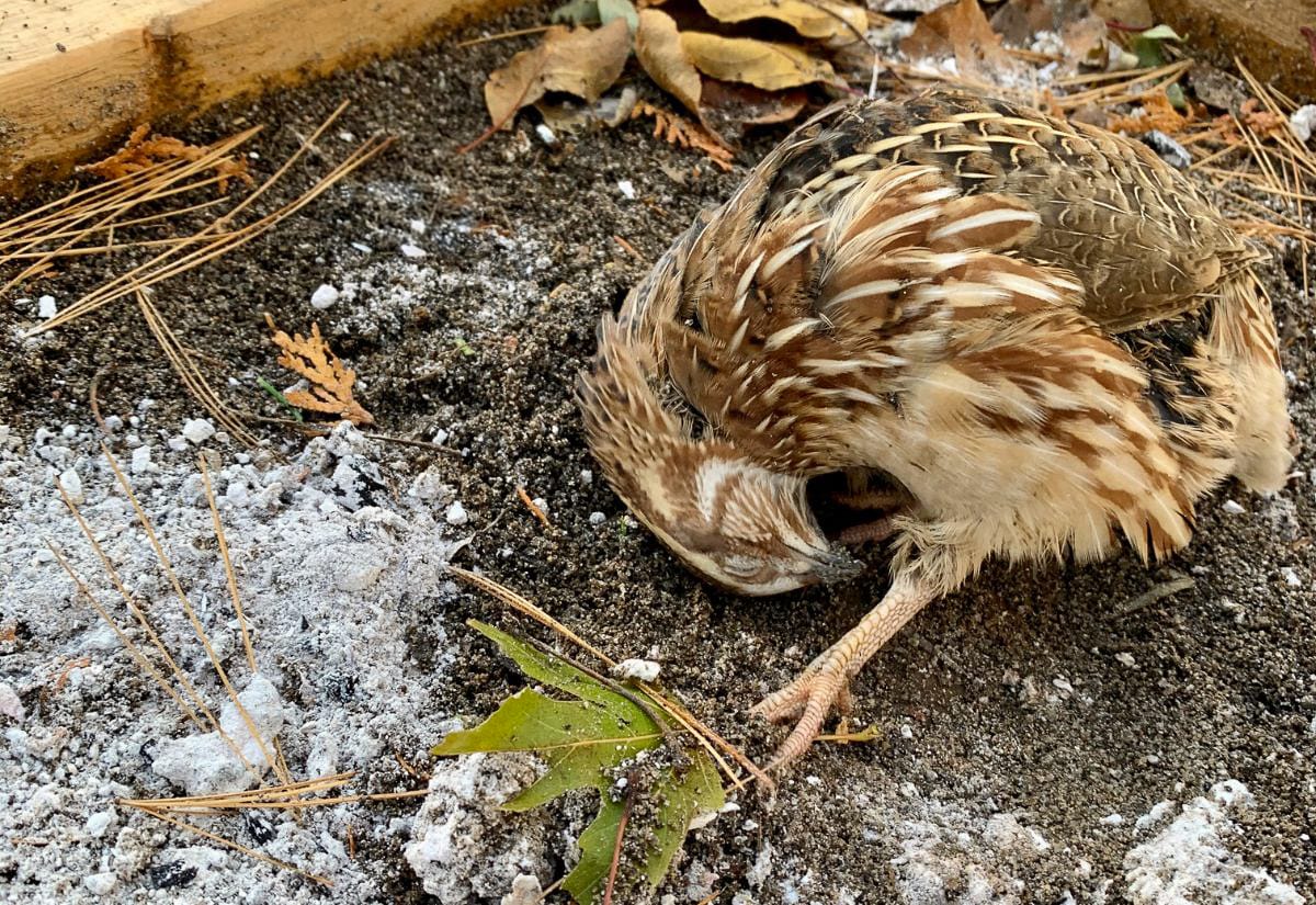 A brown Coturnix quail dust bathes in a sandy patch surrounded by leaves and ash, partially curled into a ball.