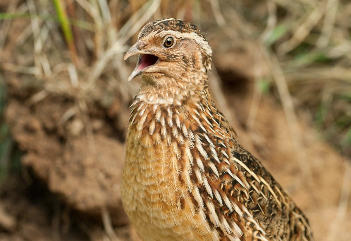 A vocalizing Coturnix quail stands alert with its beak open, mid-crow, against a blurred background of dirt and grass.