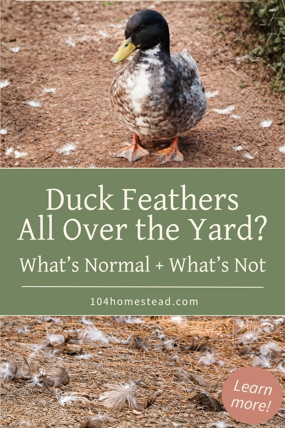 Mallard duck standing on a dirt path scattered with white down feathers during molting, with text overlay about duck feathers all over the yard and what’s normal.