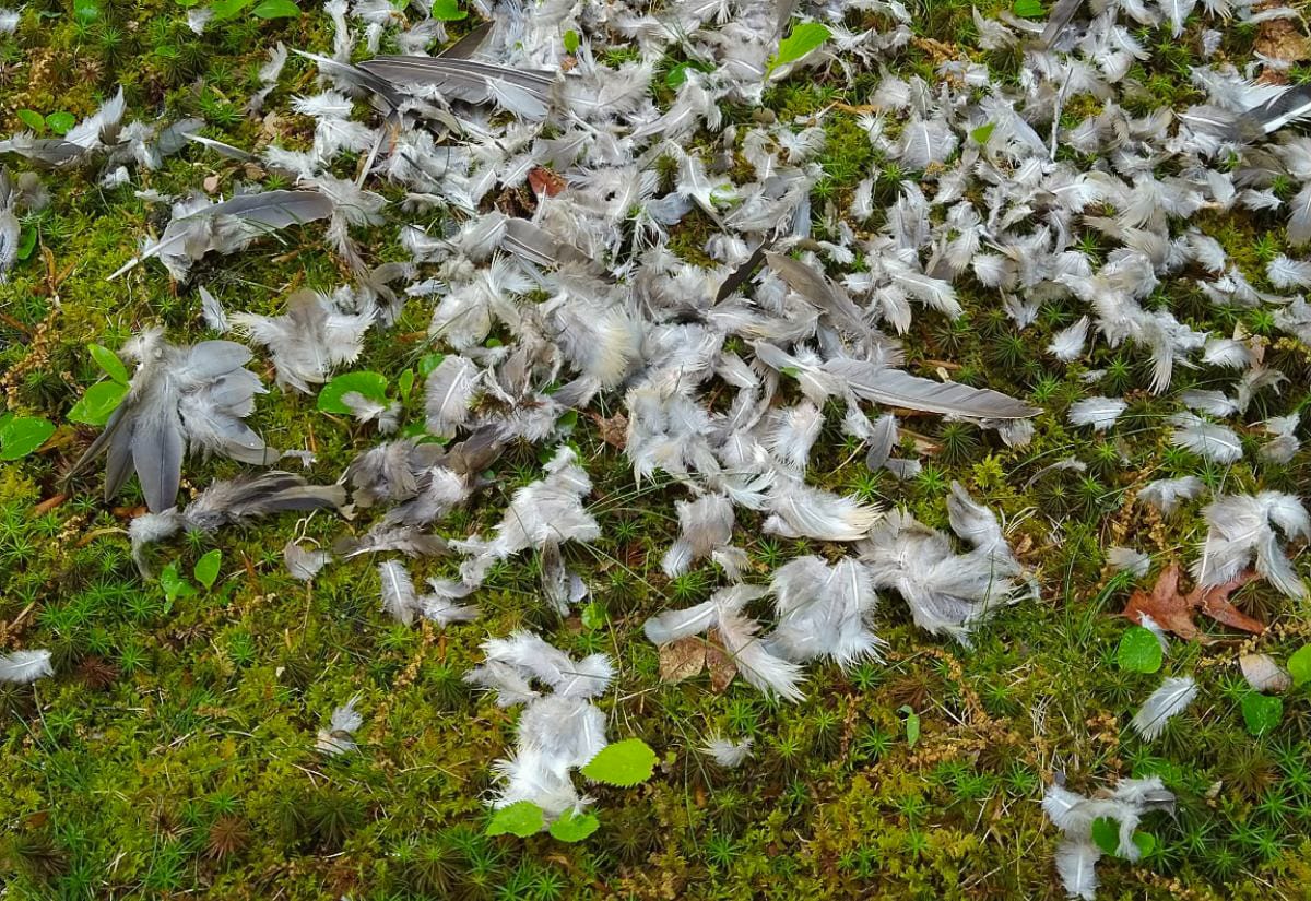 Large cluster of soft gray and white duck feathers piled on green moss with scattered down surrounding it, showing what heavy feather loss can look like after a predator attack.