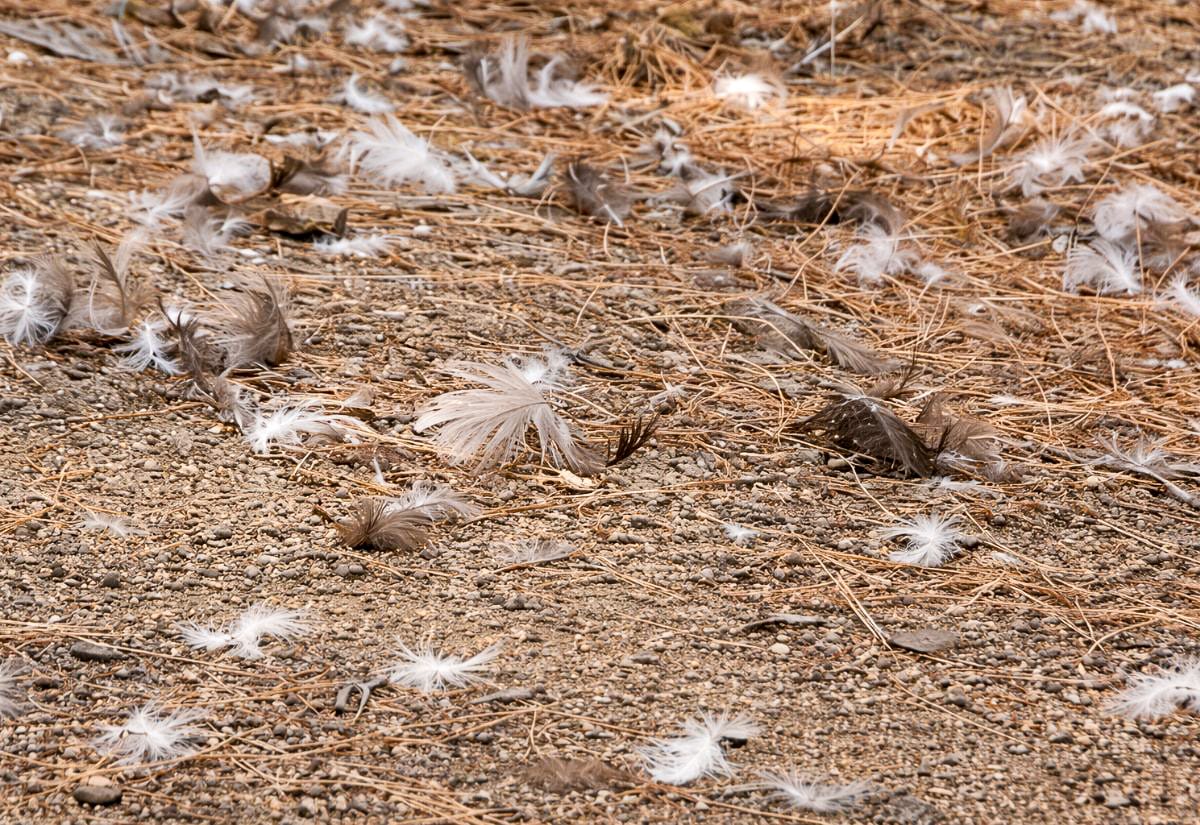 Duck feathers and white down scattered across dry soil and pine needles, spread out unevenly across the ground rather than in a single pile.